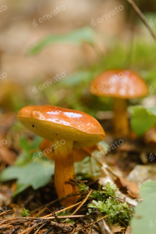 Preview: A flywheel mushroom growing in the forest. Mushroom picking. Forest mushrooms
