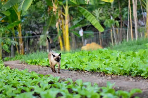 Preview: Siamese cat enjoy and relax in garden with natural sunlight.
