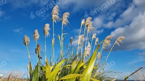 Preview: Low angle shot of pampas grass against a cloudy sky