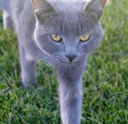 Preview: Gray fluffy cat is walking on the green grass. Close-up muzzle of cat with yellow-green eyes, a long