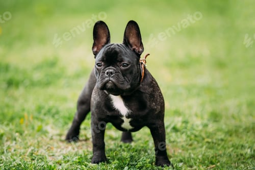 Preview: Young Black French Bulldog Dog In Green Grass