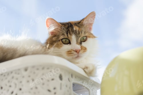 Preview: Portrait of 10 year old domestic tricolor female cat looking at the camera