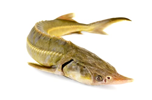 Preview: Fish starlet