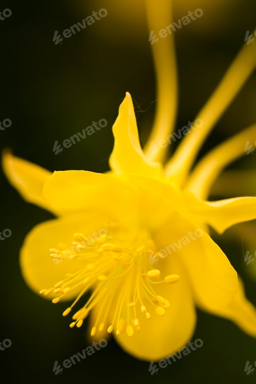 Preview: Flowers