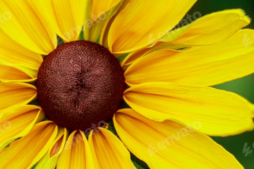 Preview: Yellow flower rudbeckia goldsturm