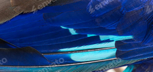 Preview: Details macro of blue feathers Blue-bellied roller bird, Coracia