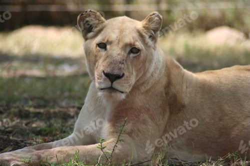 Preview: a lion resting in the shade on the ground looking into the camera