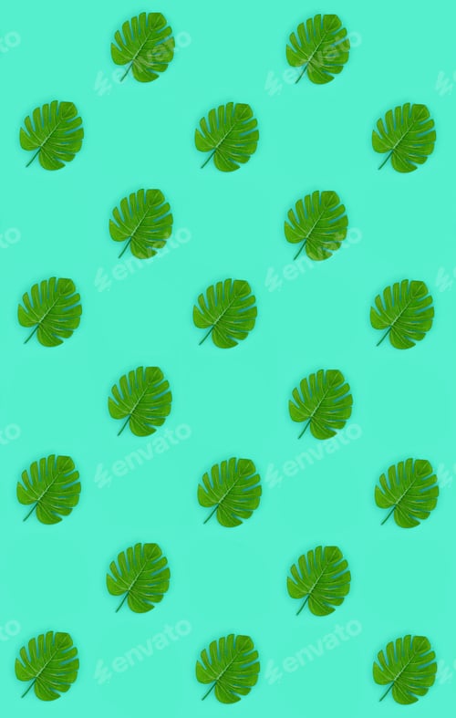 Preview: Tropical palm monstera leaves lies on a pastel colored paper. Nature sum
