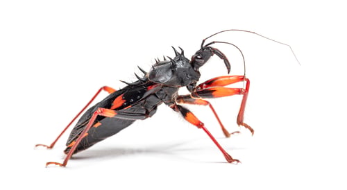 Preview: Giant spiny assassin bug standing on white background