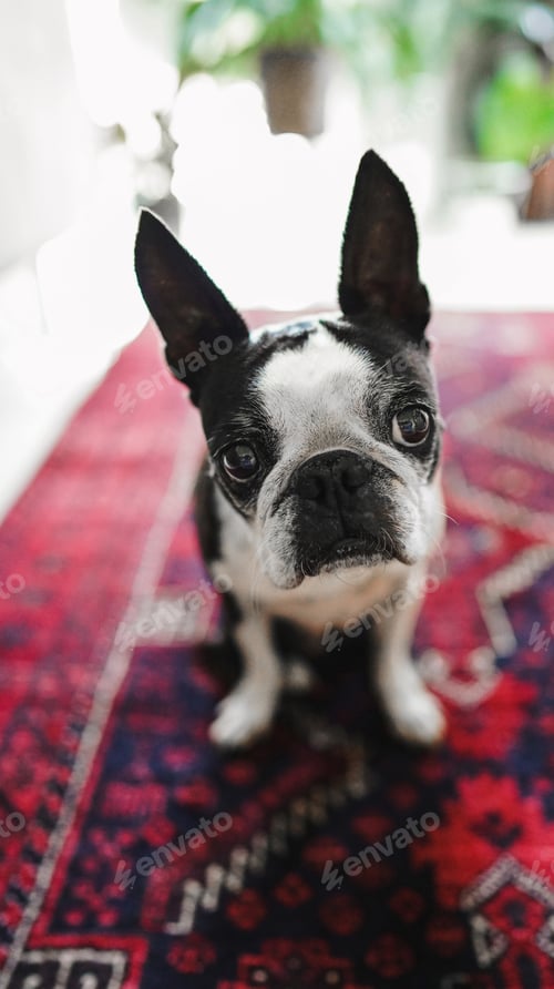 Preview: Cute Boston terrier