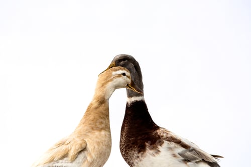 Preview: Close up of two brown and grey ducks on white background.