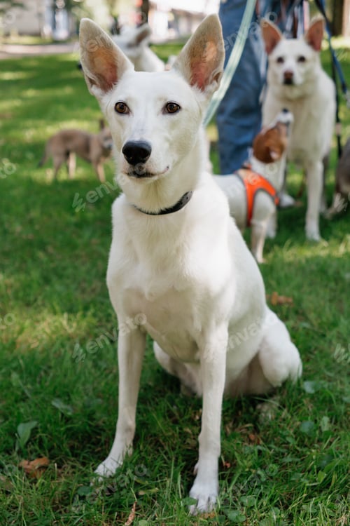 Preview: white dog in park on walk with its owner. walking and training of pets during daytime.
