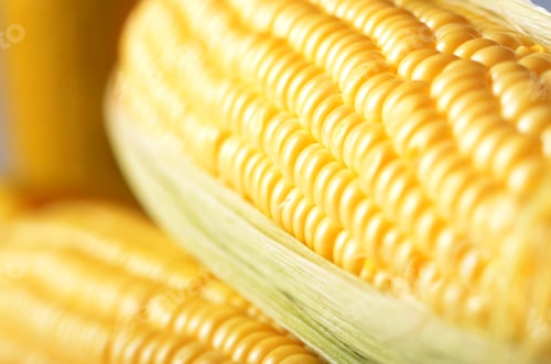 Preview: Ripe fresh organic sweet corncob with leaf closeup background