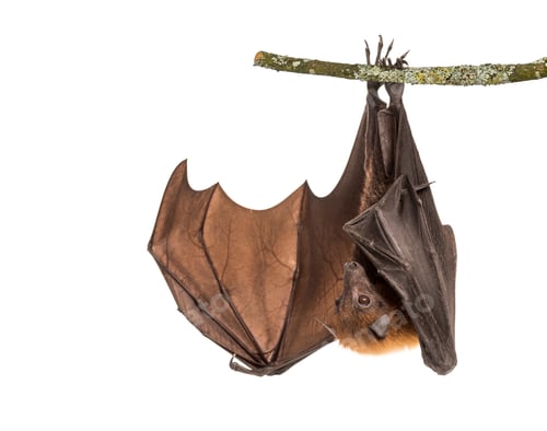 Preview: Lyle's flying fox hanging from a branch, Pteropus lylei, isolate