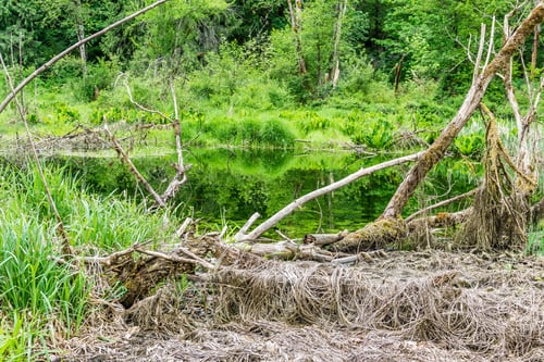 Preview: A Vewi Of A Swampy Area Of Flaming Geyser State Park In Washington State.