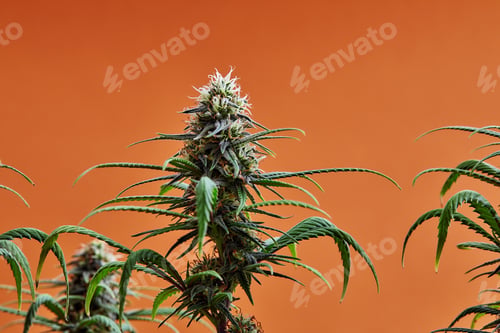 Preview: Flowering buds of medical cannabis, trichomes are visible in the inflorescence of the plant