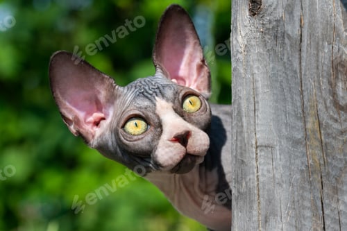 Preview: Frightened Sphynx kitten peeps out from behind wooden post and looking up, goggling yellow eyes