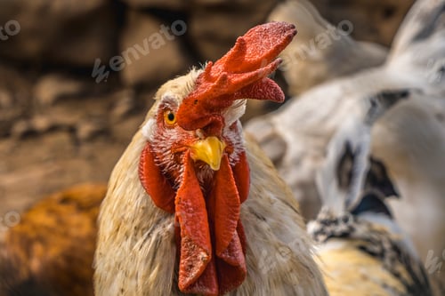 Preview: Look of a white rooster with a red crest in the mountain of the Basque country