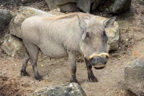 Preview: Common warthog (Phacochoerus africanus)