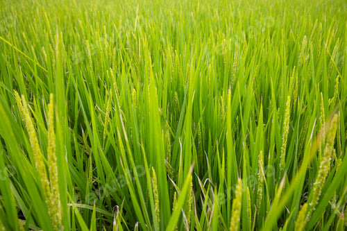 Preview: Paddy rice field in countryside