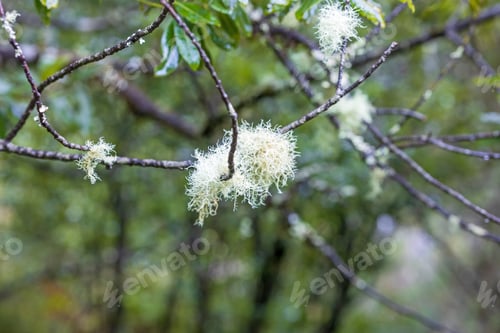 Preview: Madeira nature closeup