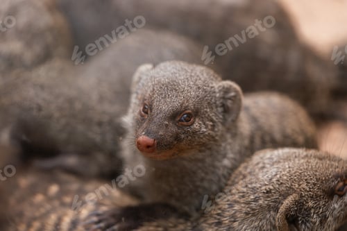 Preview: Group of Banded Mongooses Resting Closely Together