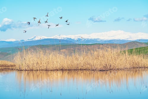 Preview: A flock of ducks is flying over the lake