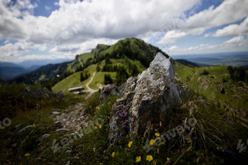 Preview: Small rock on a grassy hillside with a vibrant display of yellow wildflowers
