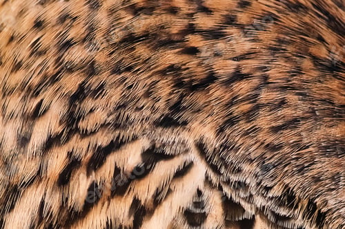 Vista previa: Background from bird feathers close up. Wild duck wing. Texture for design.