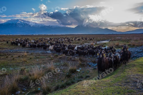 Preview: Wildlife Mountain Sheep