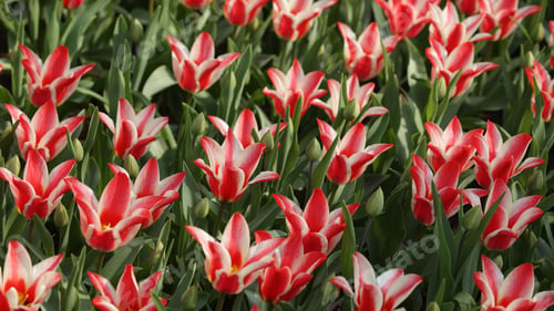 Preview: Tulips, petal, lovely, wallpaper, background