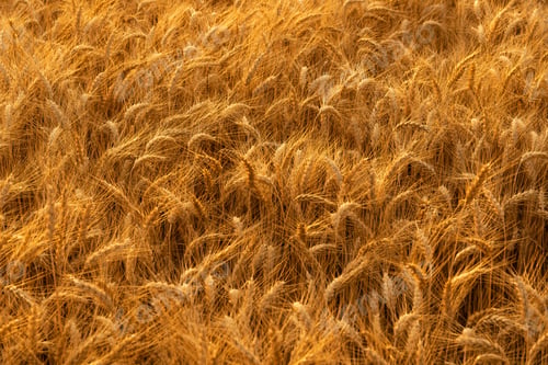 Preview: a field full of golden wheat sitting on top of a lush green field