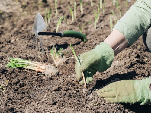 Preview: Onion planting
