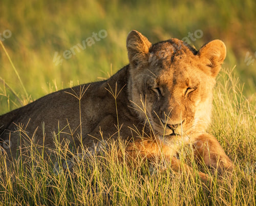 Preview: A Beautiful and Breathtaking Botswana Wildlife pictures