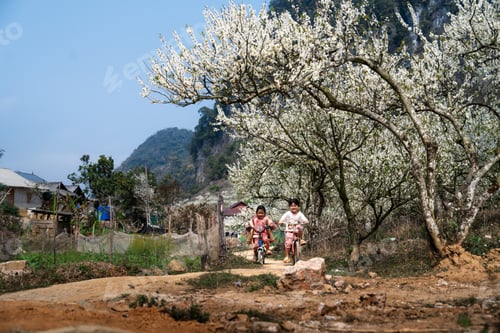 Preview: Moc Chau, plum blossom season