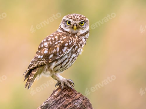 Preview: Little Owl perched on log