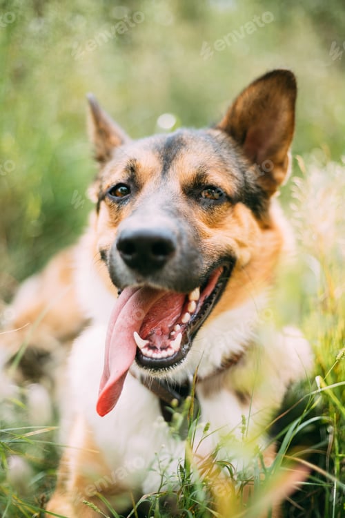 Preview: Close Up Portrait Of Funny Mixed Breed Dog Playing In Green Gras