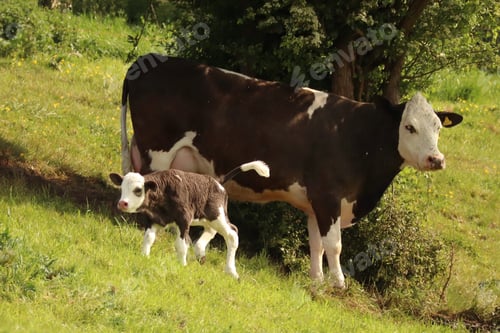 Preview: Cows on a slope
