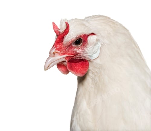 Preview: La Fleche chicken against white background