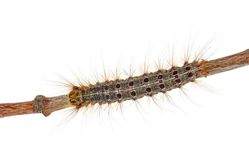 Preview: Lymantria Ocneria (Porthetria) larva isolated on white background