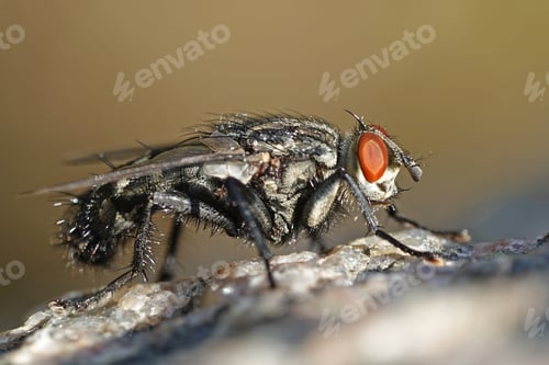Preview: Flesh fly (Sarcophaga)