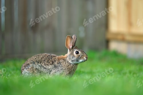 Preview: Grey small hare eating grass on summer field. Wild rabbit in nature