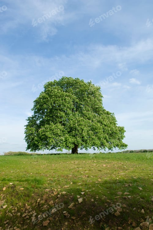 Preview: Sunlit view of tree on hill horizon