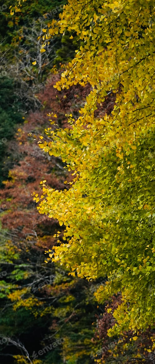 Preview: Bright yellow ginkgo leaves in the woods