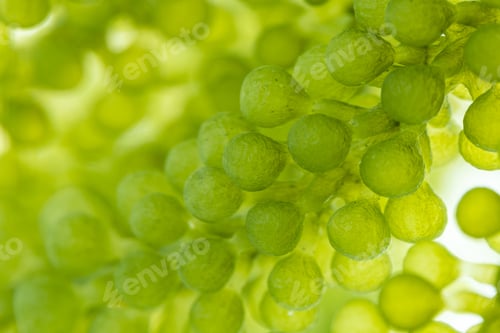 Preview: macro microscope closeup shot of green algae water plant with biotechnology science laboratory