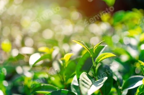 Preview: Green tea bud and fresh leaves with soft light, Tea plantation
