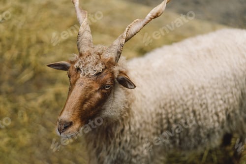 Preview: Beautiful Capra falconeri (Screw-horned goat) on the farm.