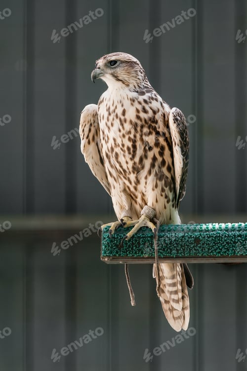 Preview: Beautiful falcon