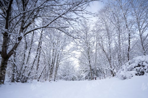 Preview: a path covered with snow next to trees in the winter