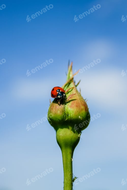 Preview: Ladybug on rose bud